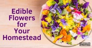 Edible Flowers in a glass bowl