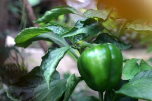 green bell pepper on a plant