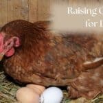 Chicken with her eggs