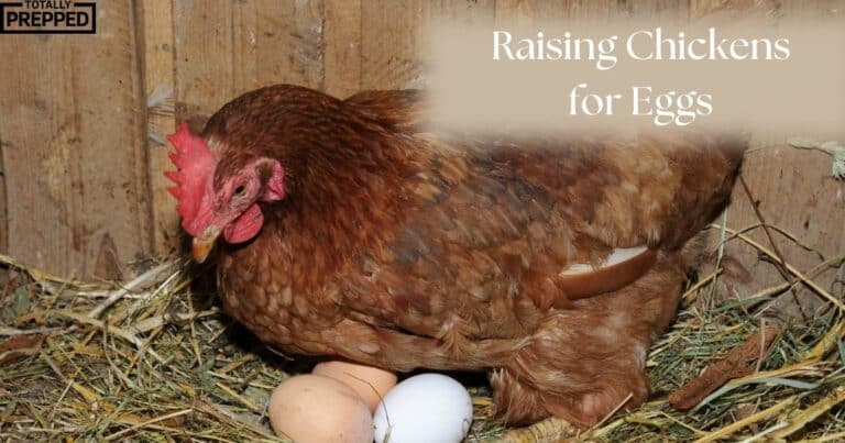 Chicken with her eggs